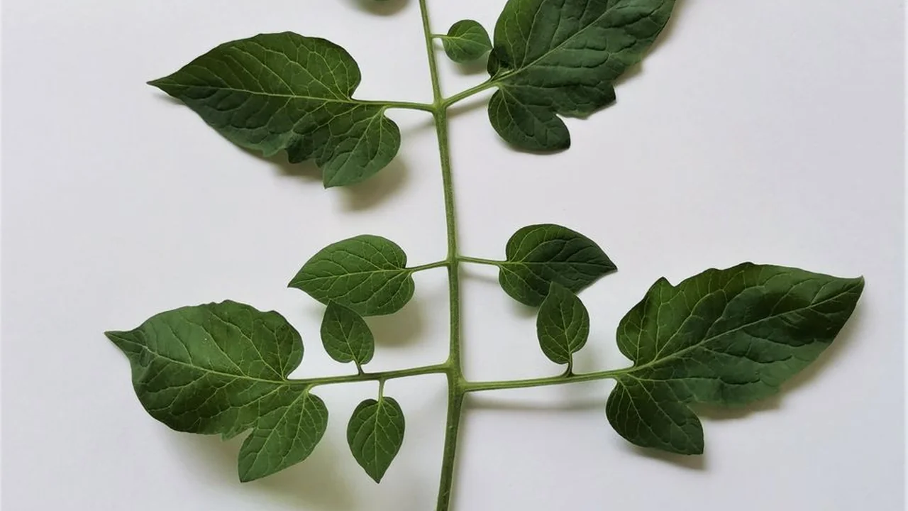蜜桃免费版一款值得尝试的实用工具